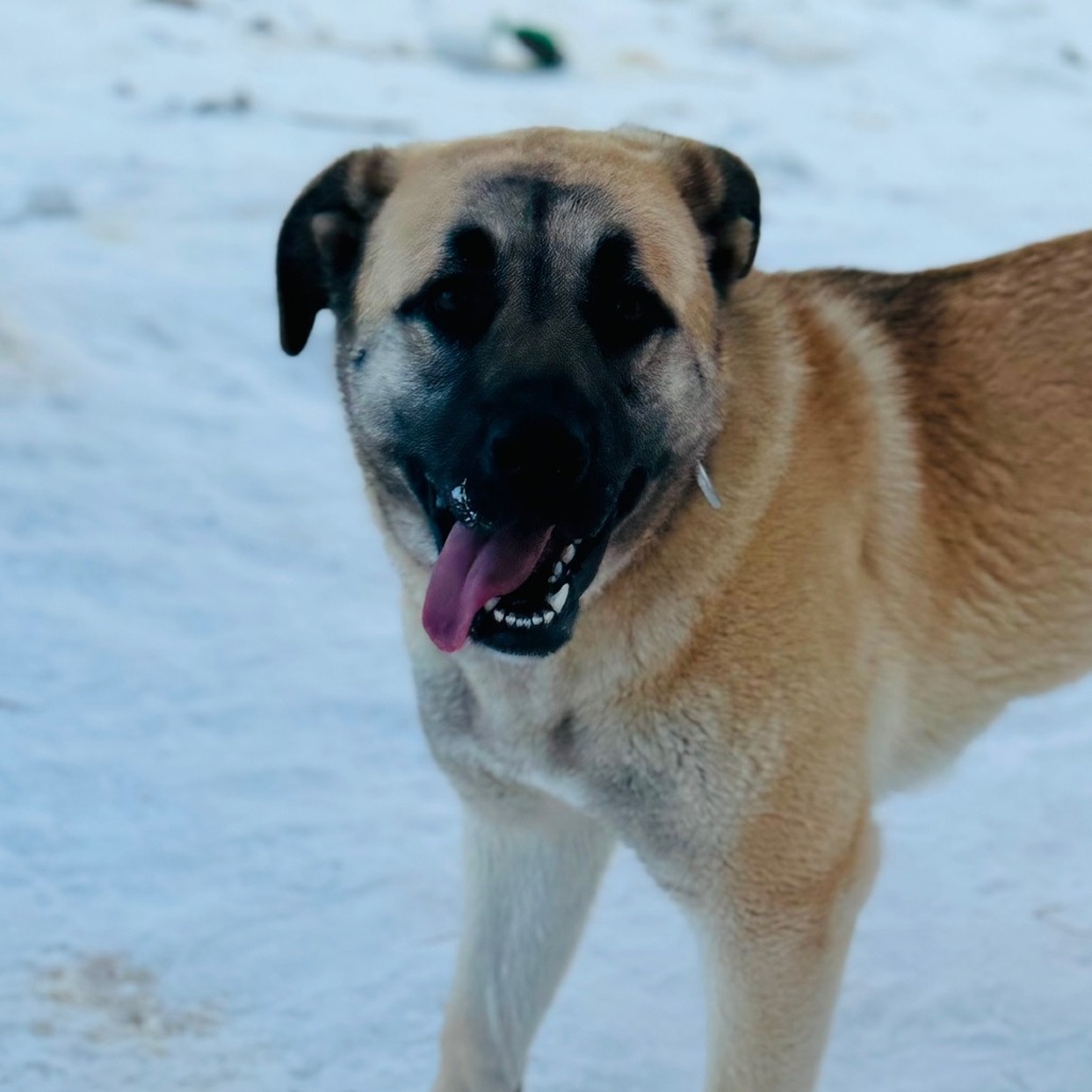 Willow, an adoptable Bullmastiff, Shepherd in North Battleford, SK, S9A 2M7 | Photo Image 3