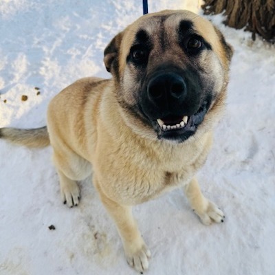 Willow, an adoptable Bullmastiff, Shepherd in North Battleford, SK, S9A 2M7 | Photo Image 4