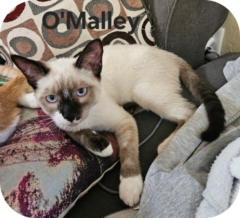 O'Malley, an adoptable Domestic Short Hair in Grand Junction, CO, 81505 | Photo Image 1