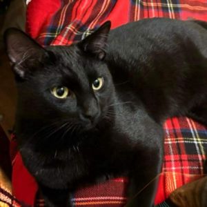 Meet Jet the lovable goofball whos all about friendship and fun This affectionate boy has a heart