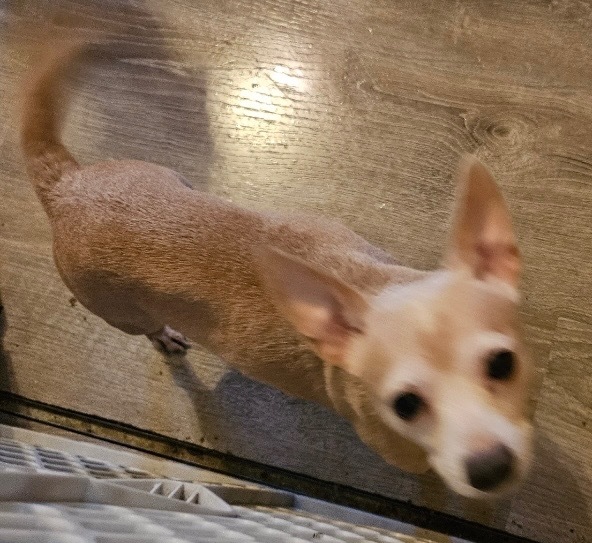 Willis, an adoptable Chihuahua in Thompson Falls, MT, 59873 | Photo Image 1