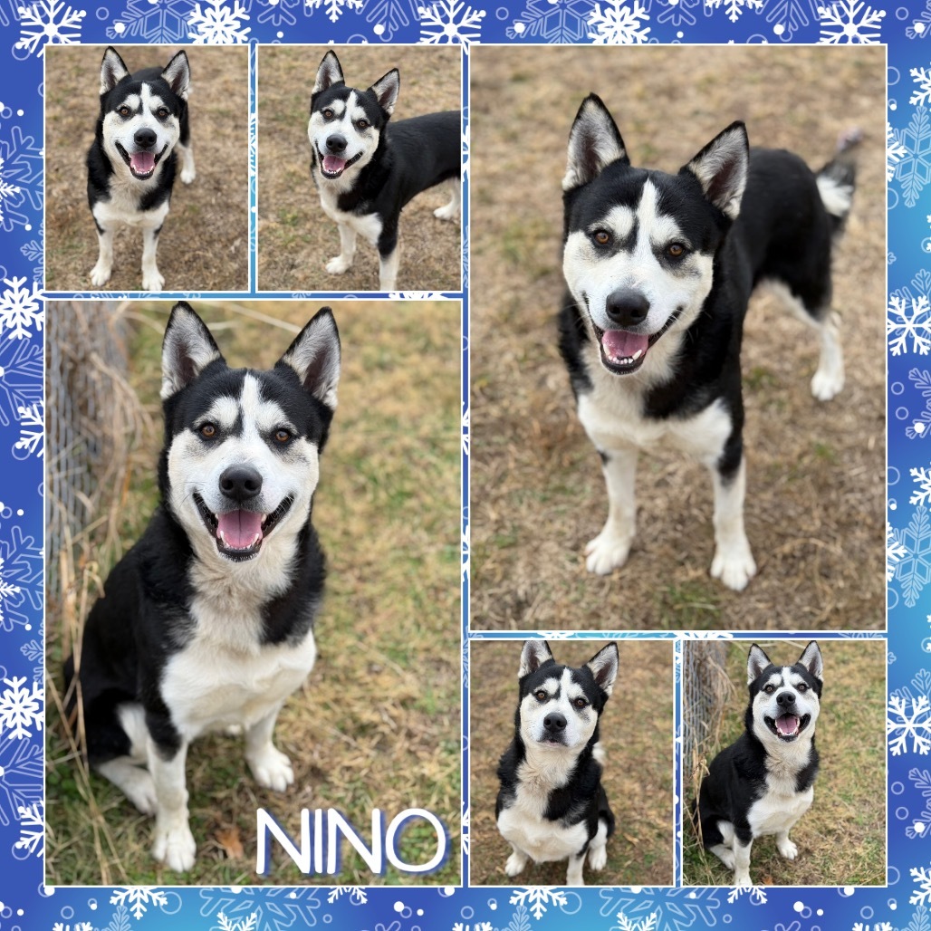 Nino
