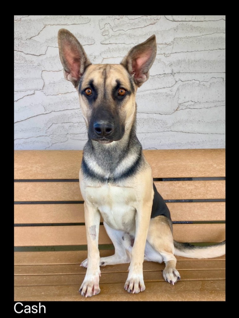 Cash, an adoptable German Shepherd Dog, Mixed Breed in Chino Valley, AZ, 86323 | Photo Image 1