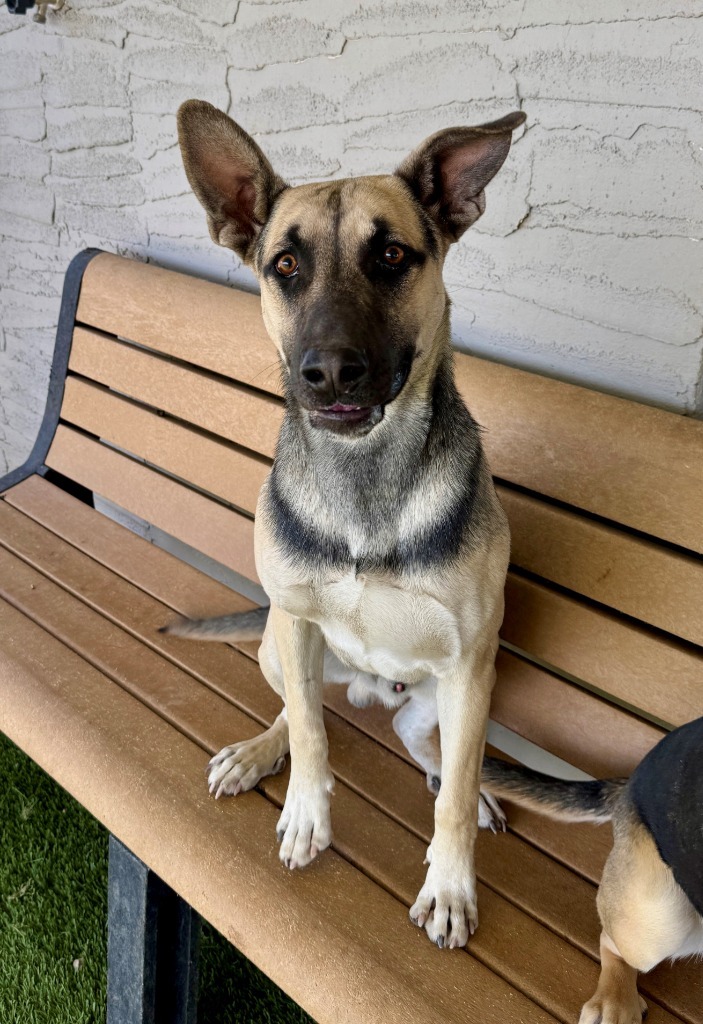 Cash, an adoptable German Shepherd Dog, Mixed Breed in Chino Valley, AZ, 86323 | Photo Image 2