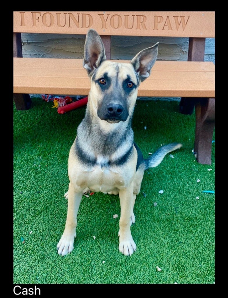 Cash, an adoptable German Shepherd Dog, Mixed Breed in Chino Valley, AZ, 86323 | Photo Image 3