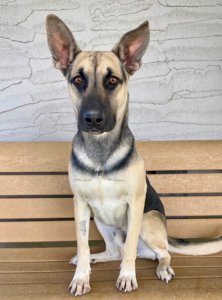 Cash, an adoptable German Shepherd Dog, Mixed Breed in Chino Valley, AZ, 86323 | Photo Image 4