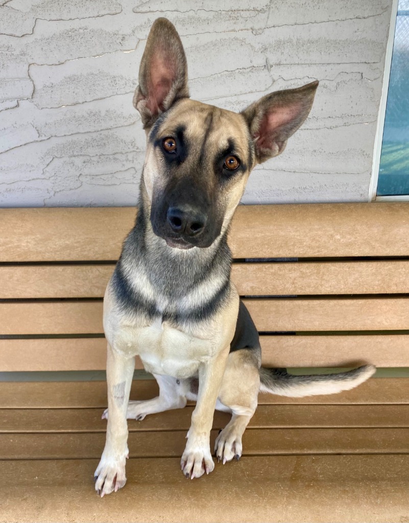 Cash, an adoptable German Shepherd Dog, Mixed Breed in Chino Valley, AZ, 86323 | Photo Image 5