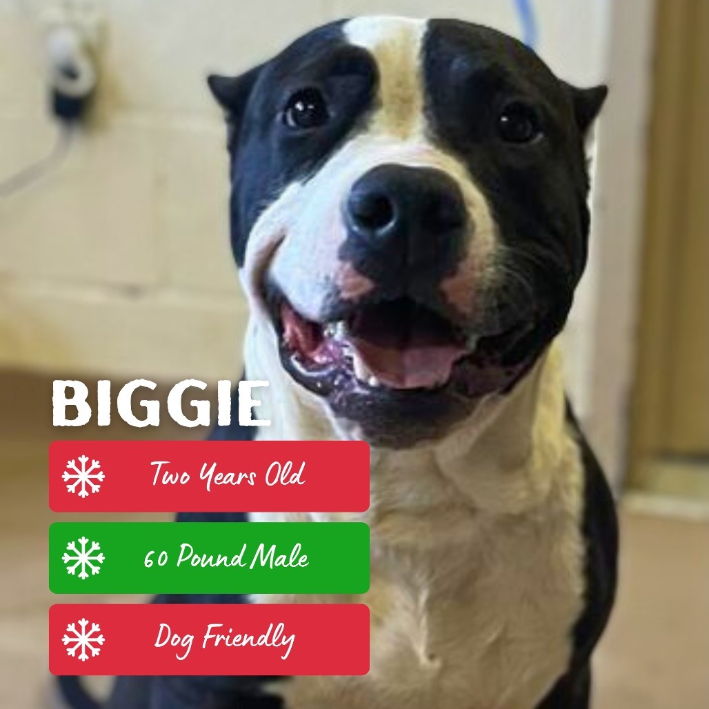 Biggie, an adoptable Mixed Breed in South Portland, ME, 04106 | Photo Image 1