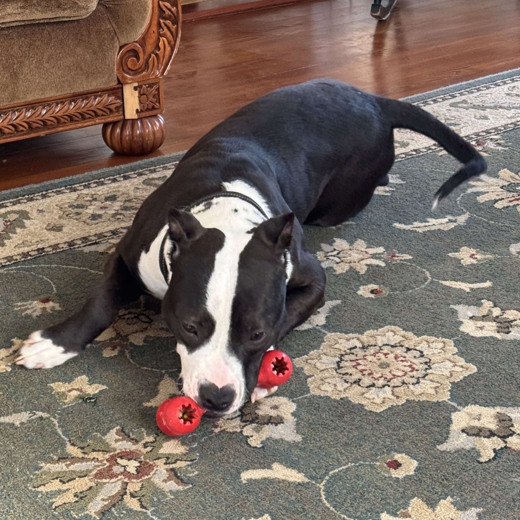 Biggie, an adoptable Mixed Breed in South Portland, ME, 04106 | Photo Image 3