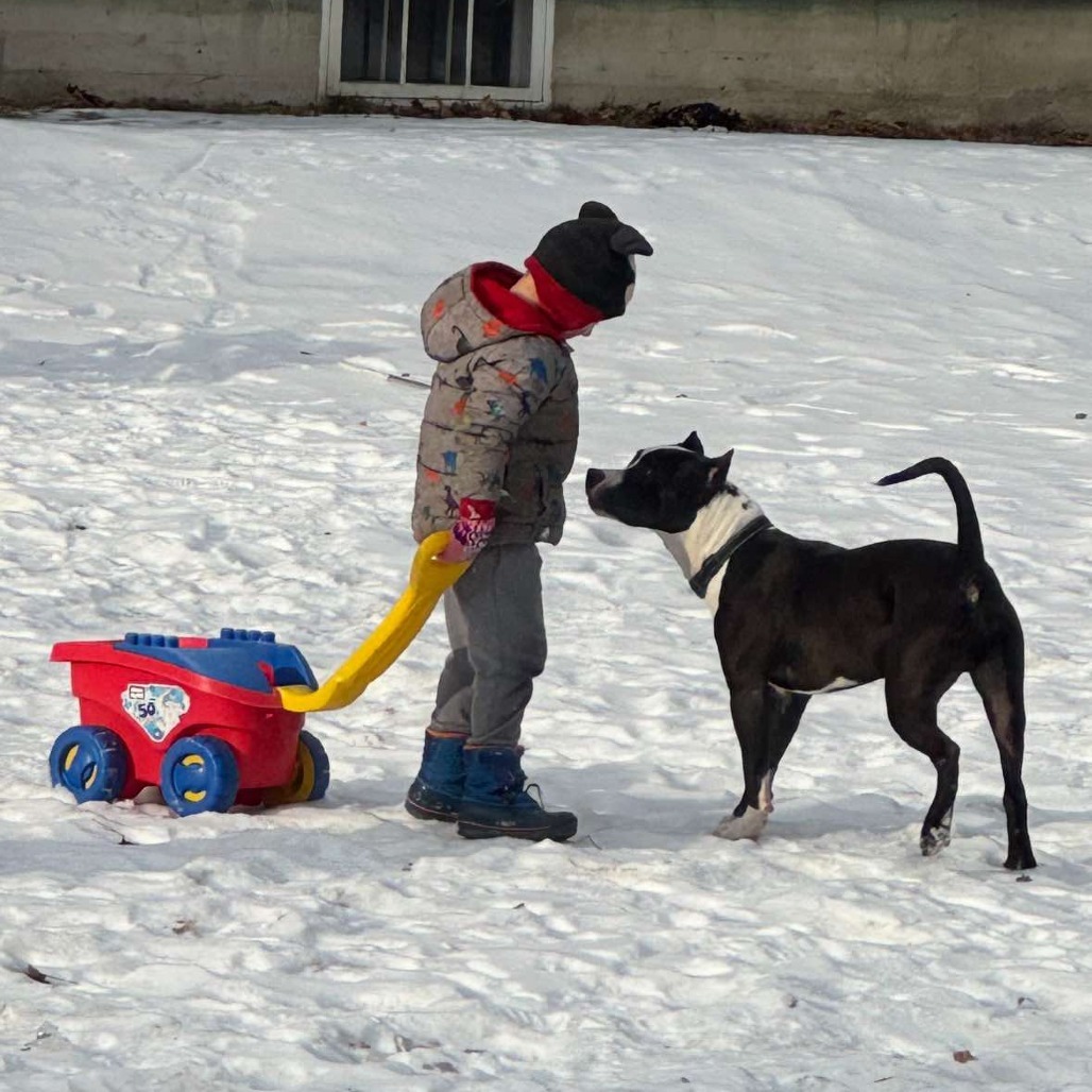 Biggie, an adoptable Mixed Breed in South Portland, ME, 04106 | Photo Image 3