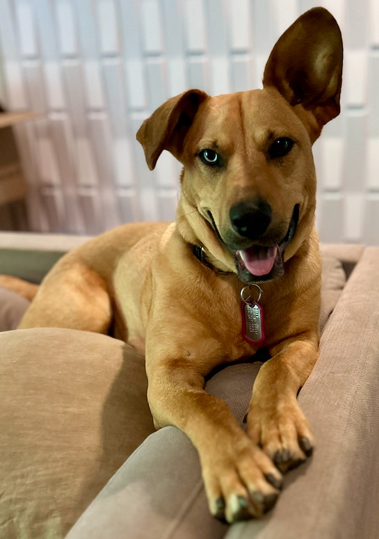 Piper