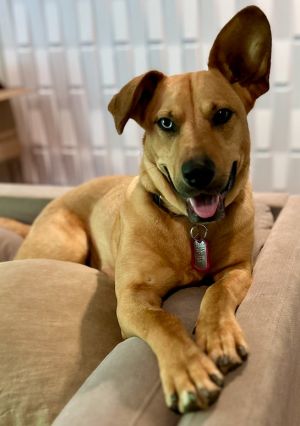 Loyal and loving companionMeet Piper Sweet Piper is a loving 3-year-old 55 pound girl who is ready t