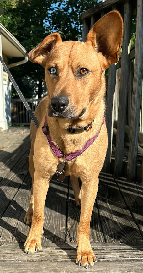 Piper