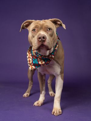 Hi Im Mayweather a 3-year-old guy with a heart full of sweetness and love Im a great listener a
