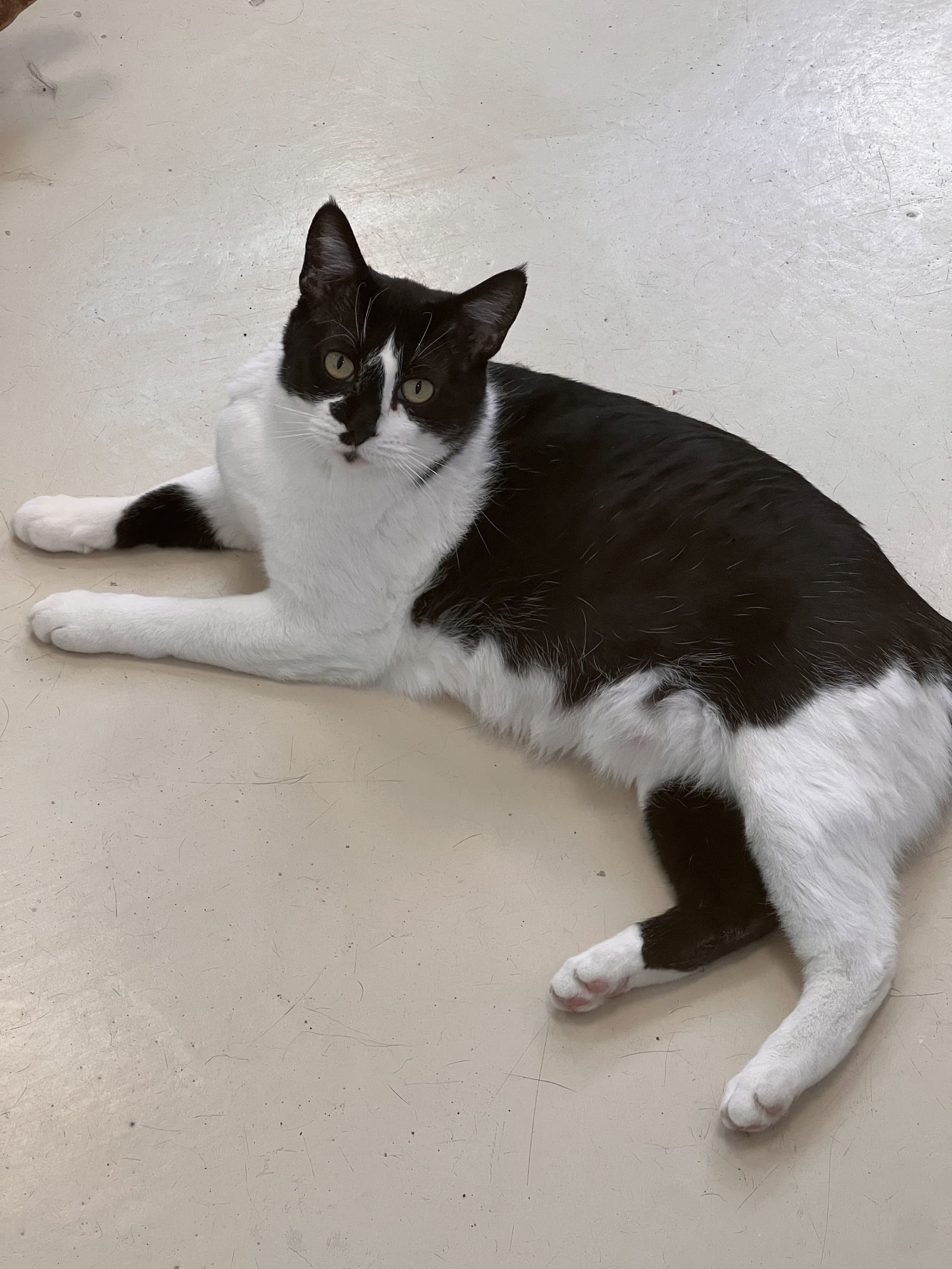 Mallory, an adoptable Domestic Short Hair in Webster, WI, 54893 | Photo Image 1