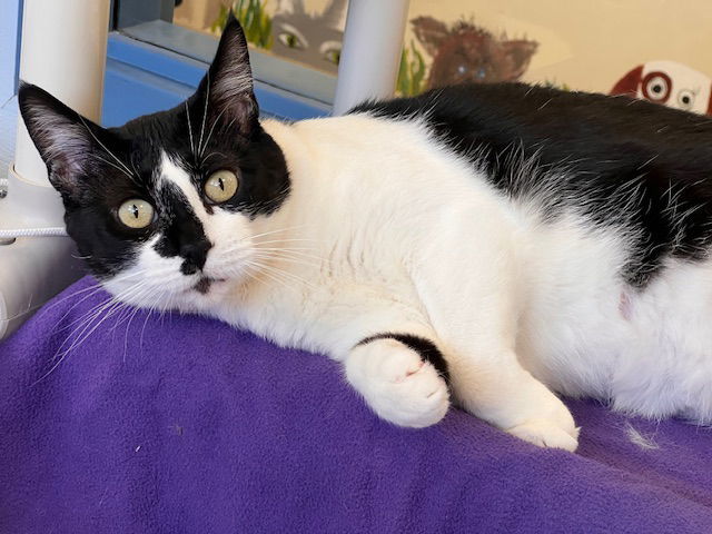 Mallory, an adoptable Domestic Short Hair in Webster, WI, 54893 | Photo Image 1