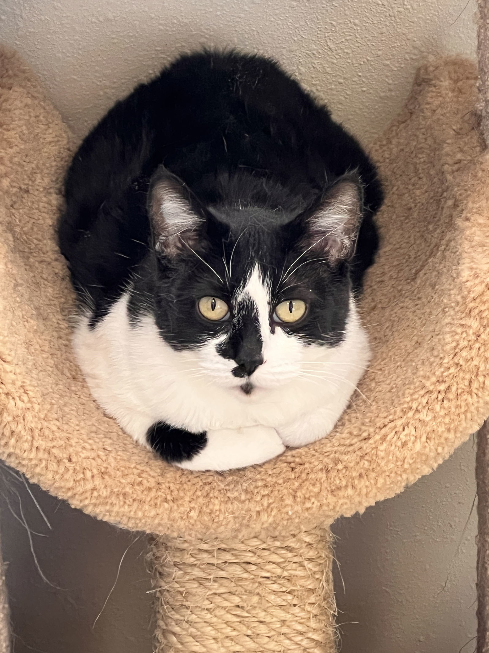 Mallory, an adoptable Domestic Short Hair in Webster, WI, 54893 | Photo Image 2