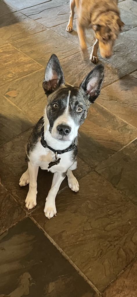Blaze, an adoptable Australian Cattle Dog / Blue Heeler in Midway, UT, 84049 | Photo Image 1