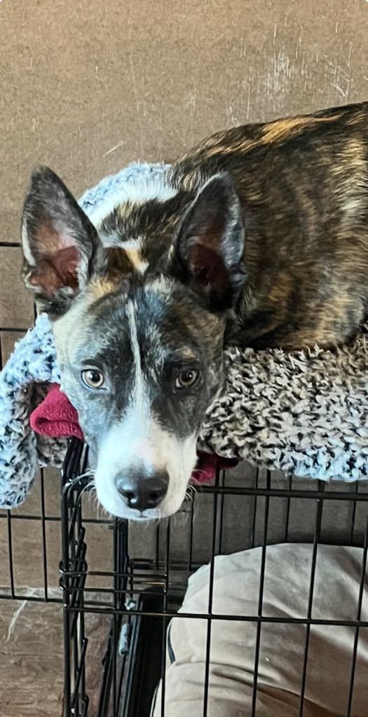 Blaze, an adoptable Australian Cattle Dog / Blue Heeler in Midway, UT, 84049 | Photo Image 2