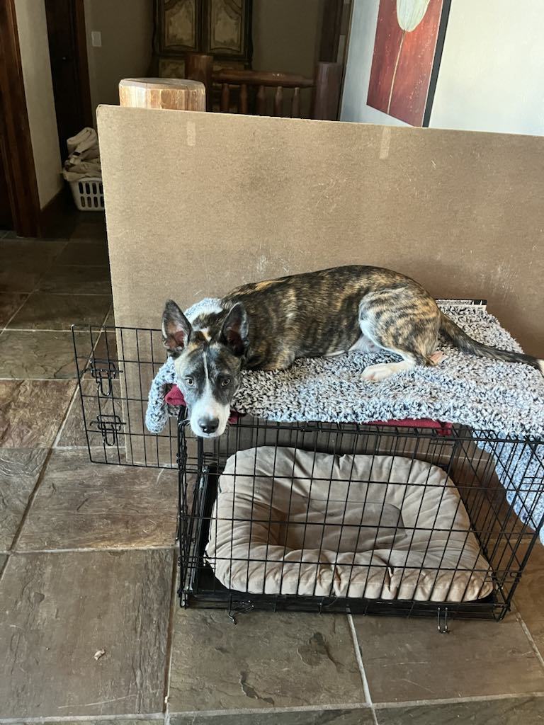 Blaze, an adoptable Australian Cattle Dog / Blue Heeler in Midway, UT, 84049 | Photo Image 3