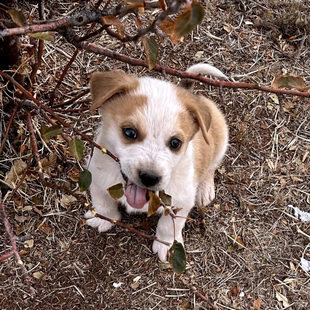 Donner - A Talkative Sweetheart! Good w/ other Dogs! 1