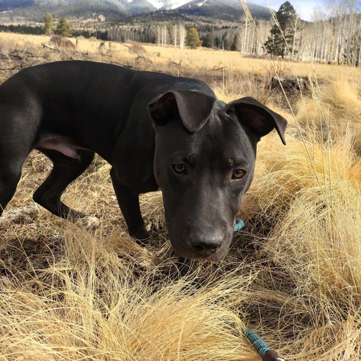 Cactus - Cuddle Bug, Likes Dogs! Adopt $50 3