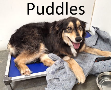 Puddles
