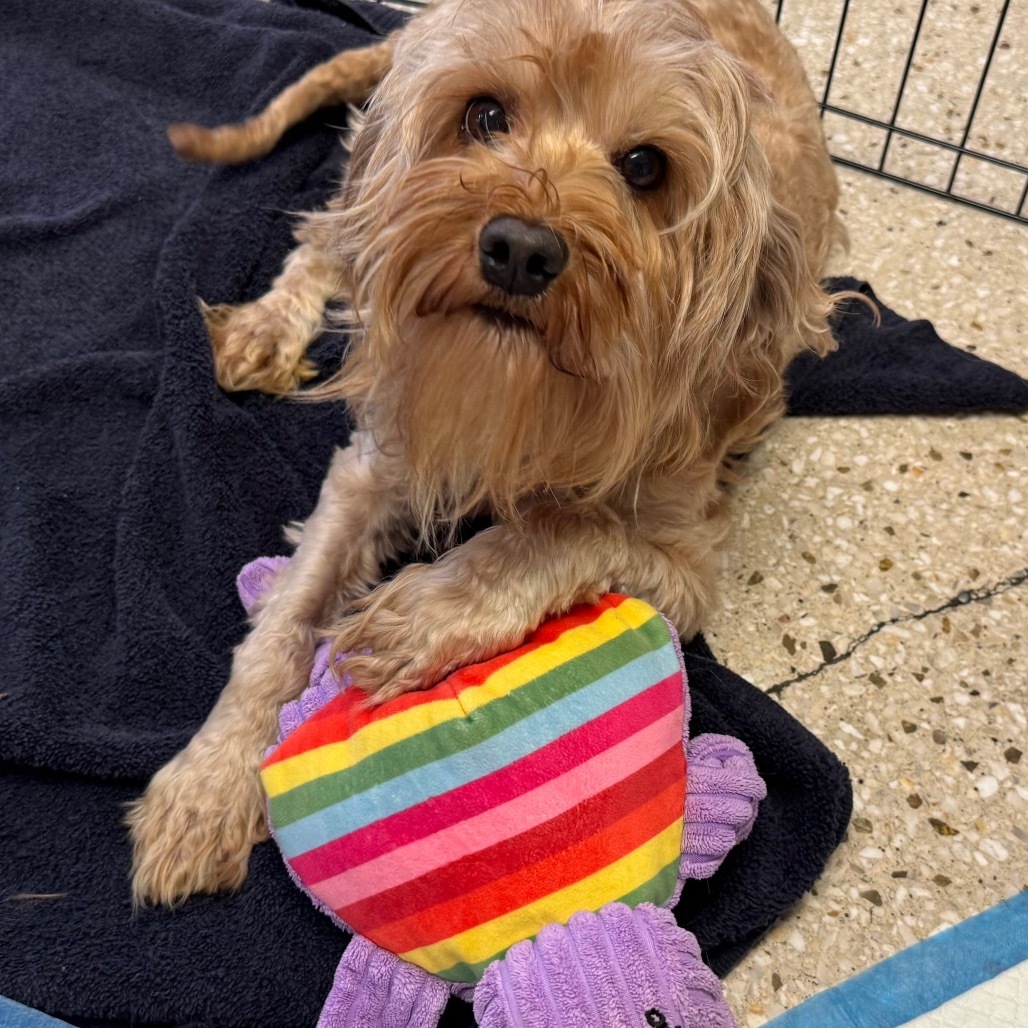 Pretty Peaches, an adoptable Tibetan Spaniel, Cockapoo in Long Beach, CA, 90804 | Photo Image 1