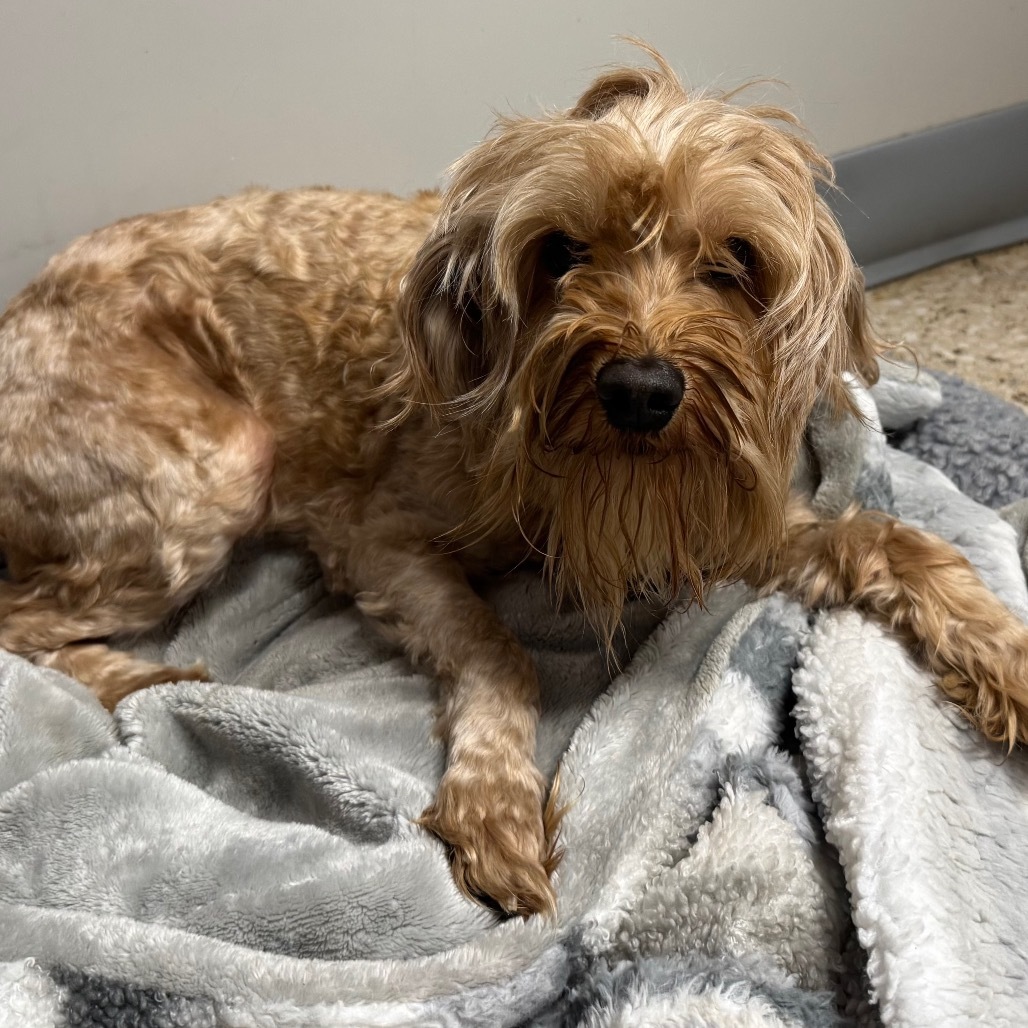 Pretty Peaches, an adoptable Tibetan Spaniel, Cockapoo in Long Beach, CA, 90804 | Photo Image 2