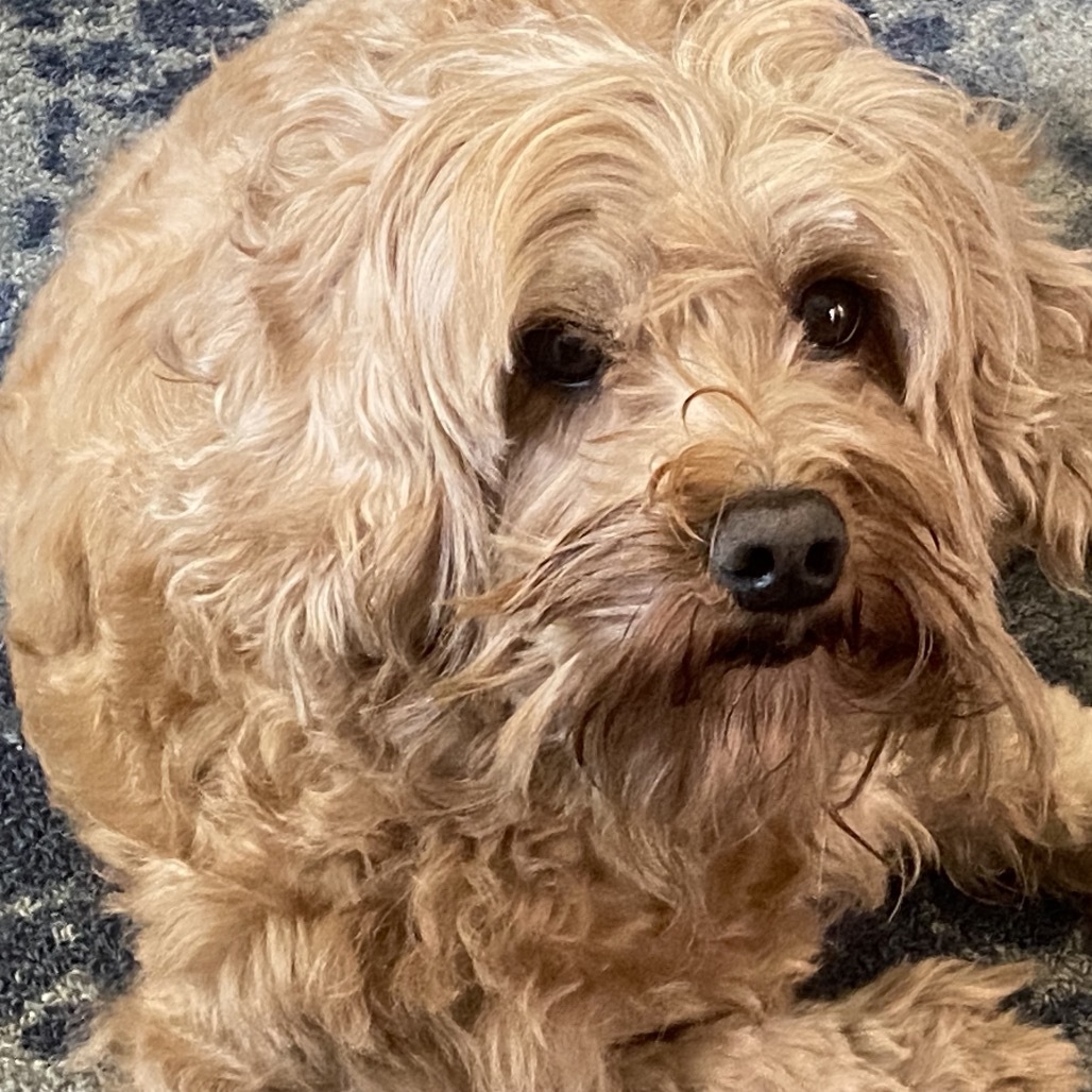 Pretty Peaches, an adoptable Tibetan Spaniel, Cockapoo in Long Beach, CA, 90804 | Photo Image 3