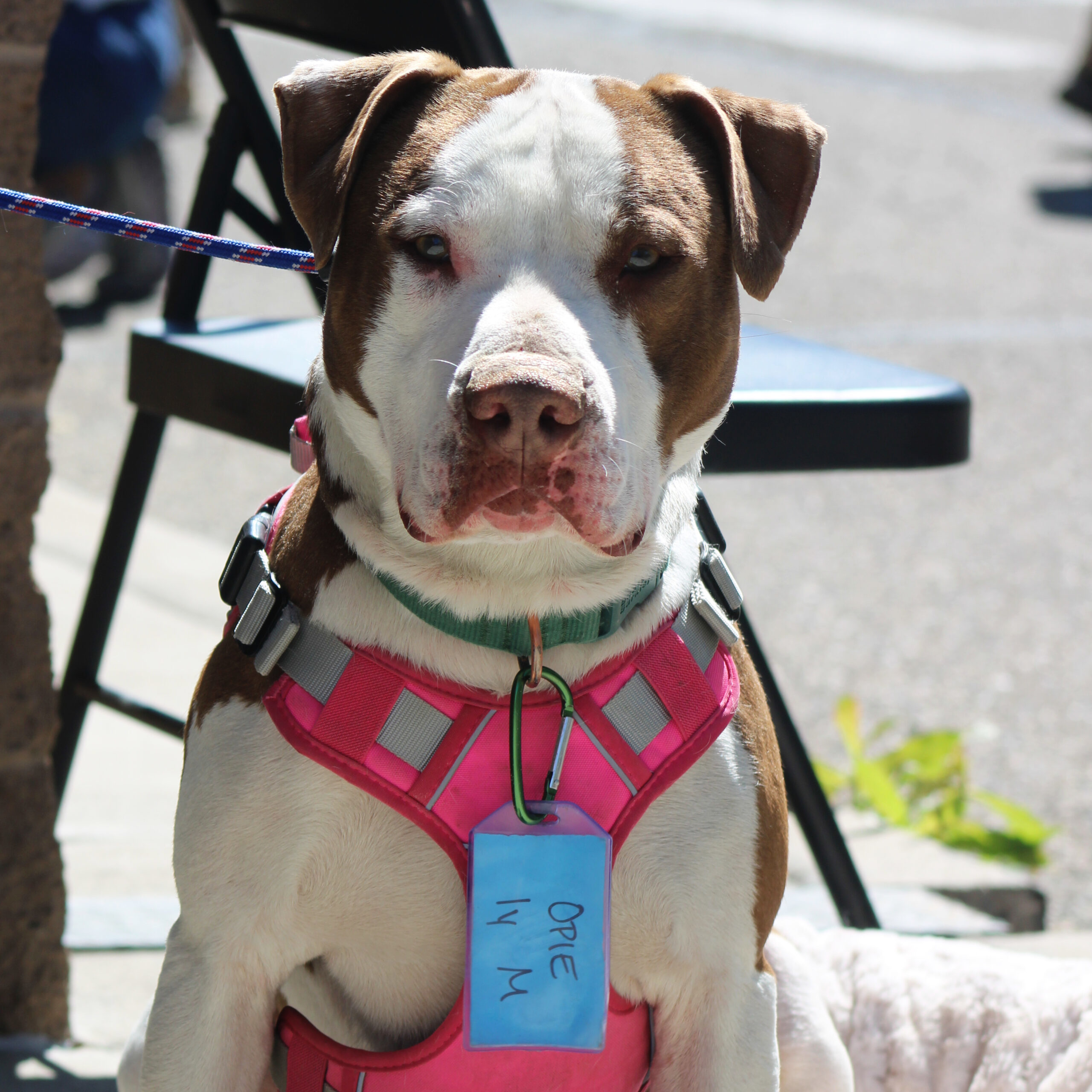 Opie, an adoptable American Staffordshire Terrier, Mixed Breed in Grand Junction, CO, 81503 | Photo Image 1