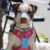 Opie photo 1