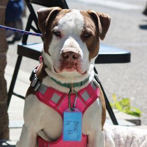 Opie, Young Male American Staffordshire Terrier