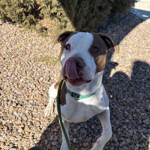Opie, an adoptable American Staffordshire Terrier, Mixed Breed in Grand Junction, CO, 81503 | Photo Image 2