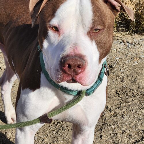 Opie, an adoptable American Staffordshire Terrier, Mixed Breed in Grand Junction, CO, 81503 | Photo Image 2