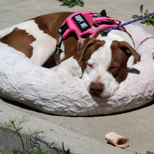 Opie, an adoptable American Staffordshire Terrier, Mixed Breed in Grand Junction, CO, 81503 | Photo Image 3