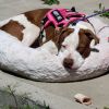 Opie photo 3