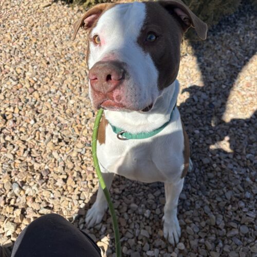 Opie, an adoptable American Staffordshire Terrier, Mixed Breed in Grand Junction, CO, 81503 | Photo Image 4
