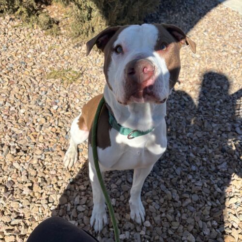 Opie, an adoptable American Staffordshire Terrier, Mixed Breed in Grand Junction, CO, 81503 | Photo Image 5
