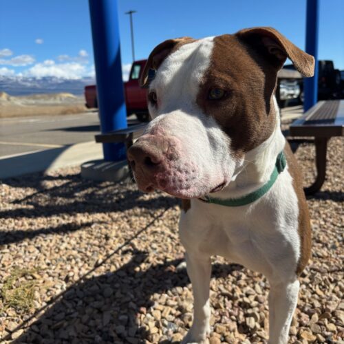 Opie, an adoptable American Staffordshire Terrier, Mixed Breed in Grand Junction, CO, 81503 | Photo Image 6