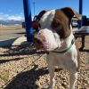 Opie photo 6