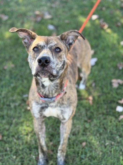 Dog For Adoption - Willow, A Mixed Breed In Knoxville, Tn 