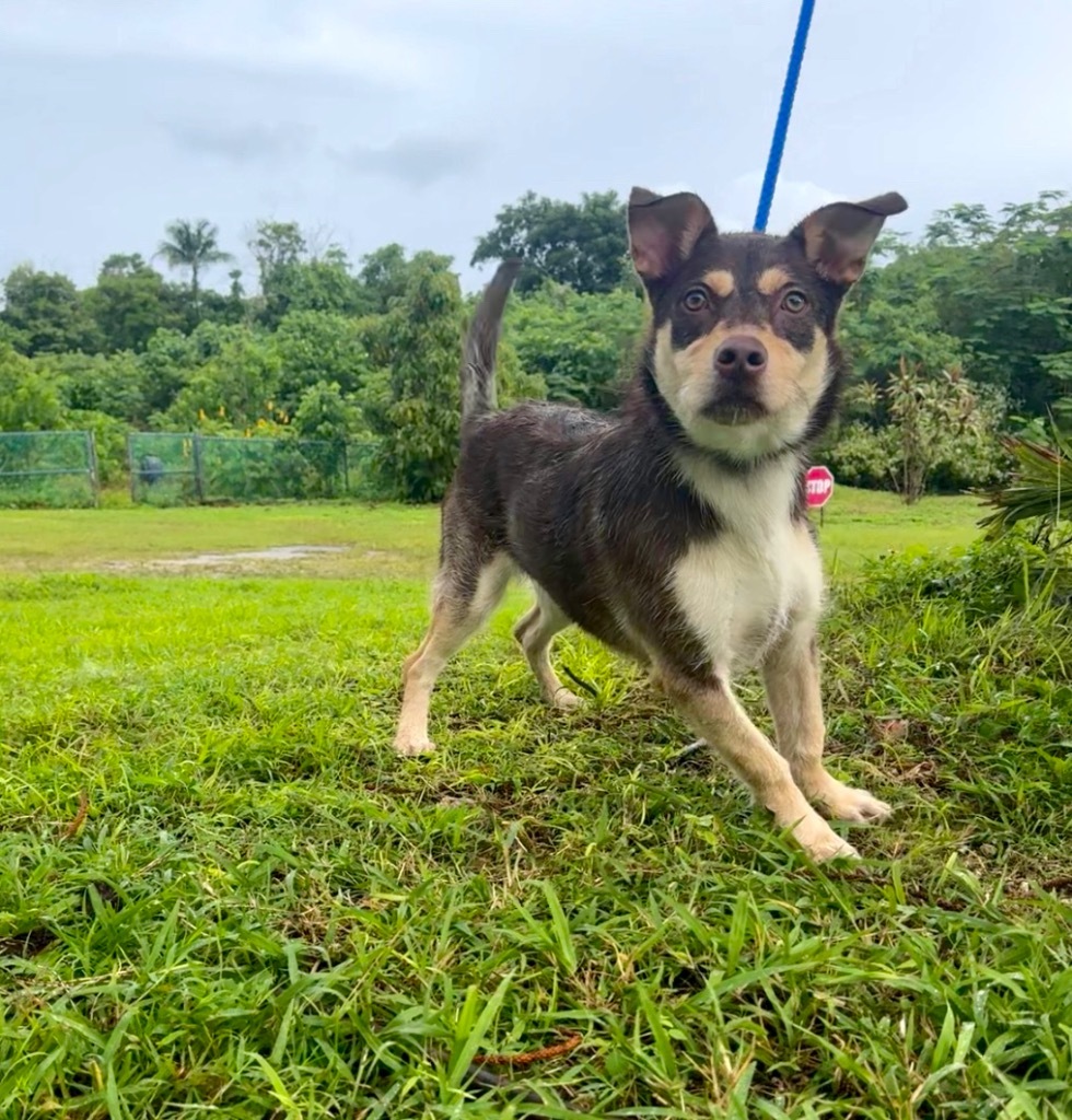 Zoe, an adoptable Affenpinscher in Mangilao, GU, 96923 | Photo Image 1