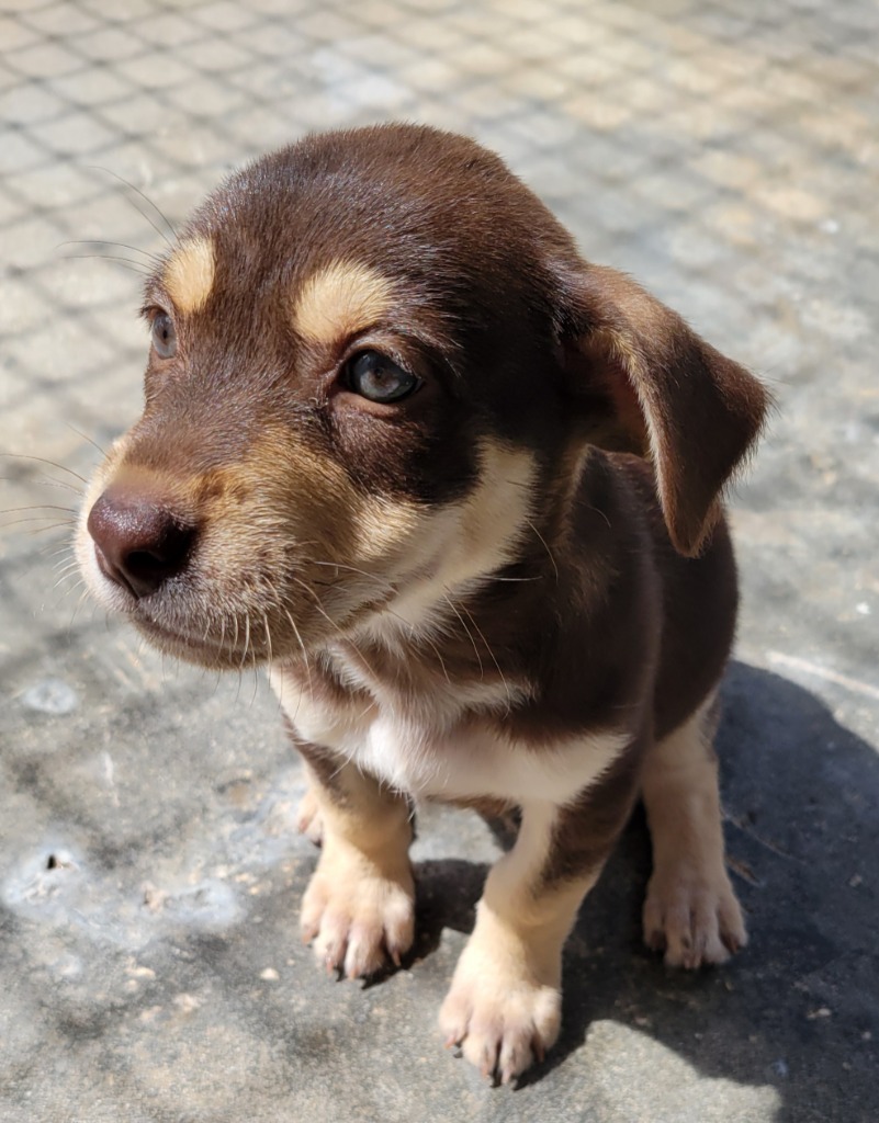 Zoe, an adoptable Affenpinscher in Mangilao, GU, 96923 | Photo Image 3