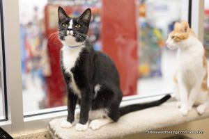 Milo, Young Male Tuxedo