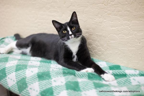Milo, an adoptable Tuxedo in Parlier, CA, 93648 | Photo Image 1