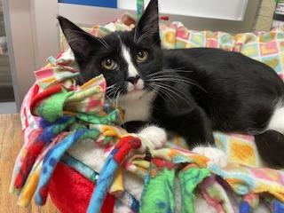 Milo, an adoptable Tuxedo in Parlier, CA, 93648 | Photo Image 2