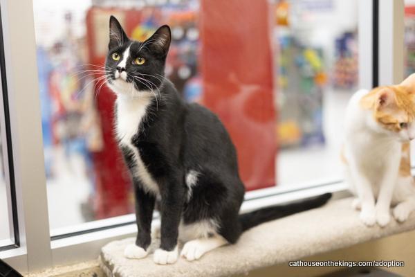 Milo, an adoptable Tuxedo in Parlier, CA, 93648 | Photo Image 2
