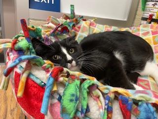 Milo, an adoptable Tuxedo in Parlier, CA, 93648 | Photo Image 3
