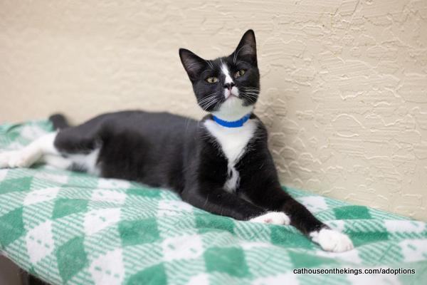 Milo, an adoptable Tuxedo in Parlier, CA, 93648 | Photo Image 3